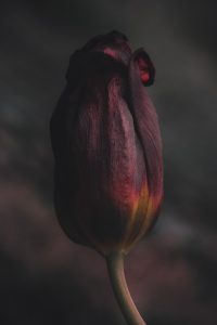 A dark burgundy tulip is captured in detail.